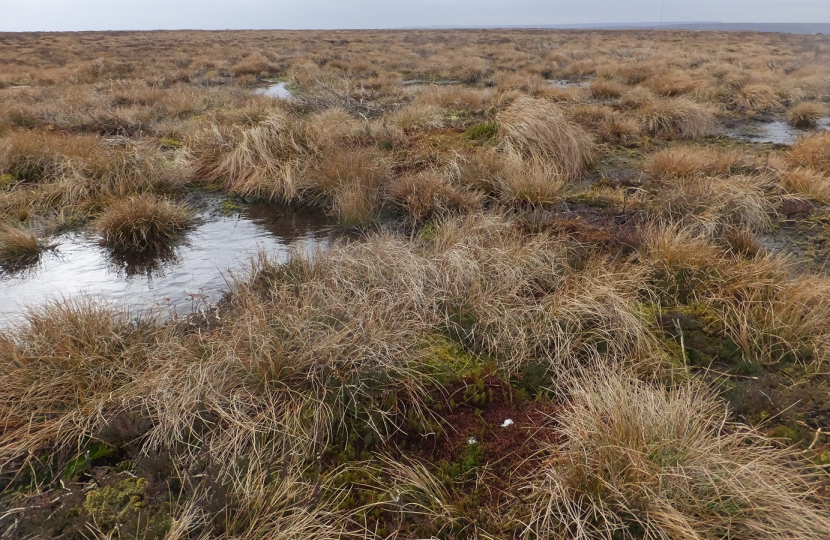 Peat bog