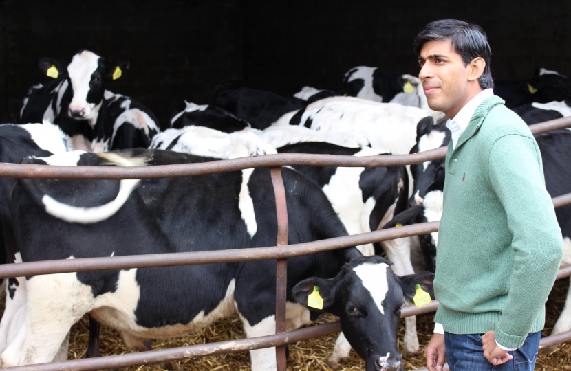 Rishi with some of the dairy cattle at Ian Carlisle's Thornton Lodge farm