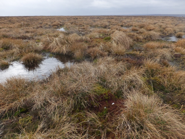 Peat bog